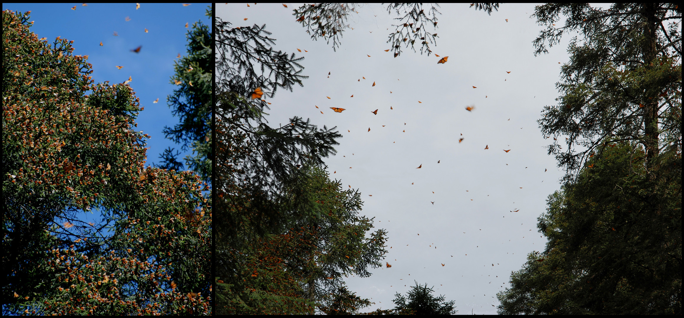 Wenn Blüten fliegen könnten