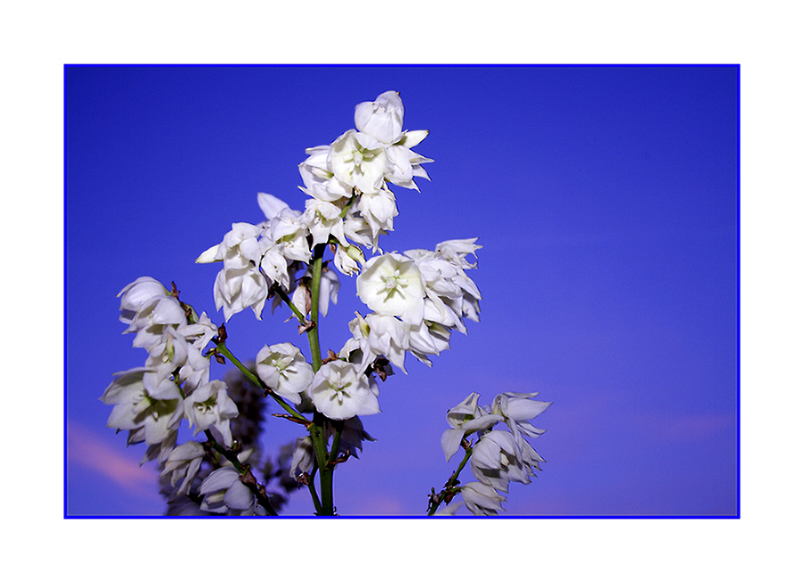 Wenn Blüten in den Himmel wachsen...