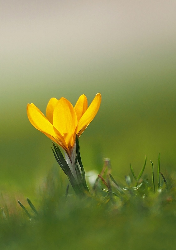 Wenn Blüten leuchten...