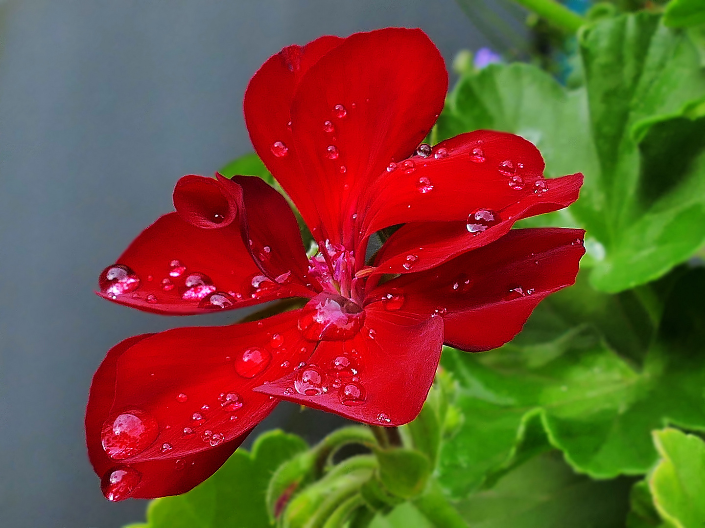 wenn Blüten Perlen tragen