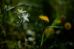 Wenn Blüten träumen