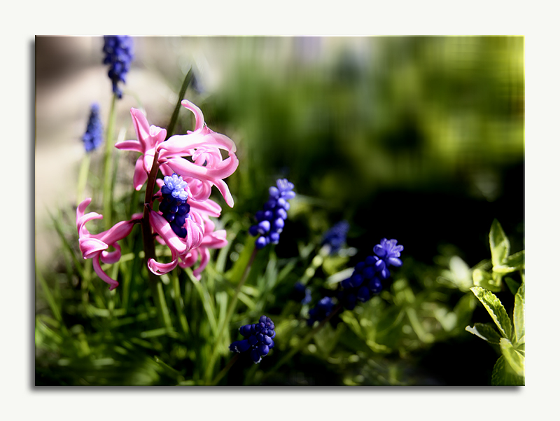 wenn blumen reden könnten ...