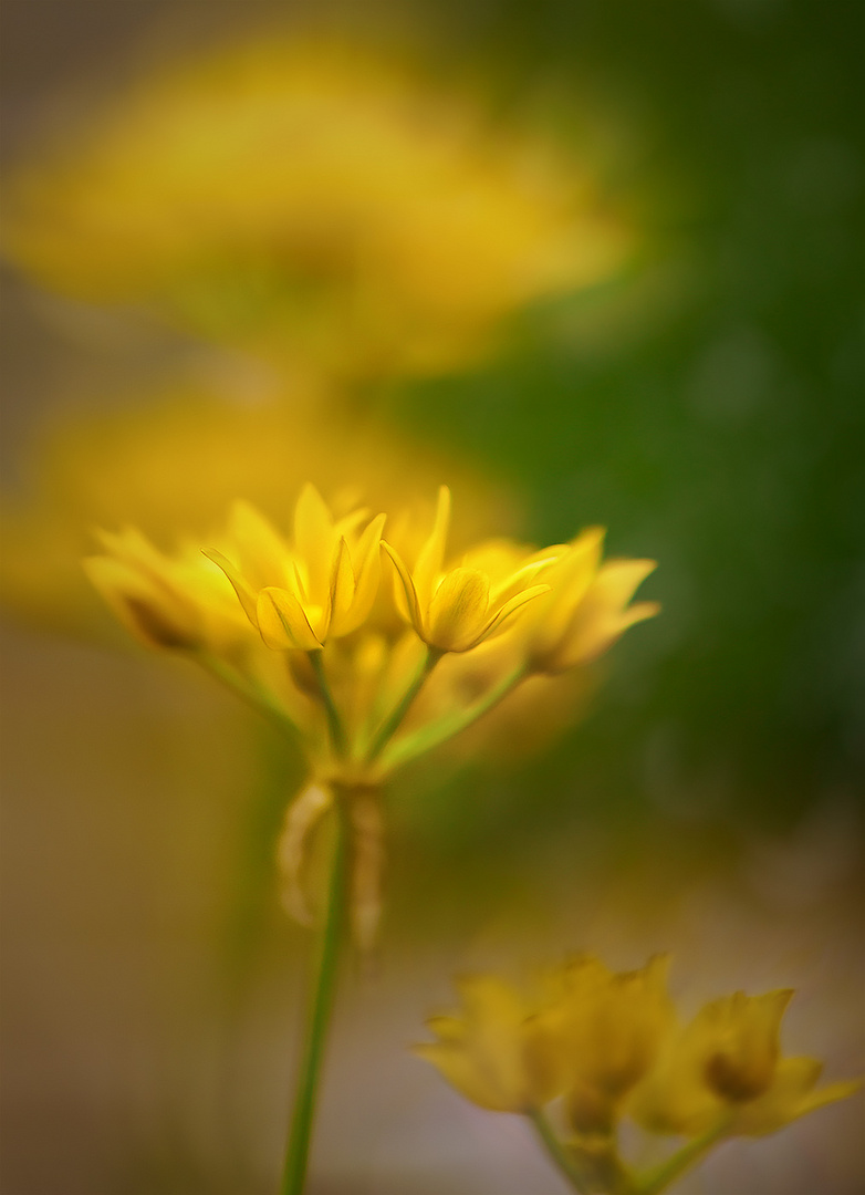 wenn blumen sich öffnen ...