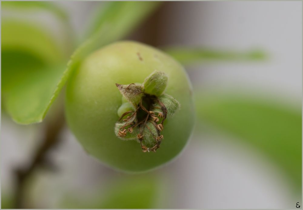 Wenn Bonsai Früchte trägt ......