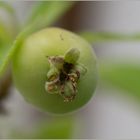 Wenn Bonsai Früchte trägt ......