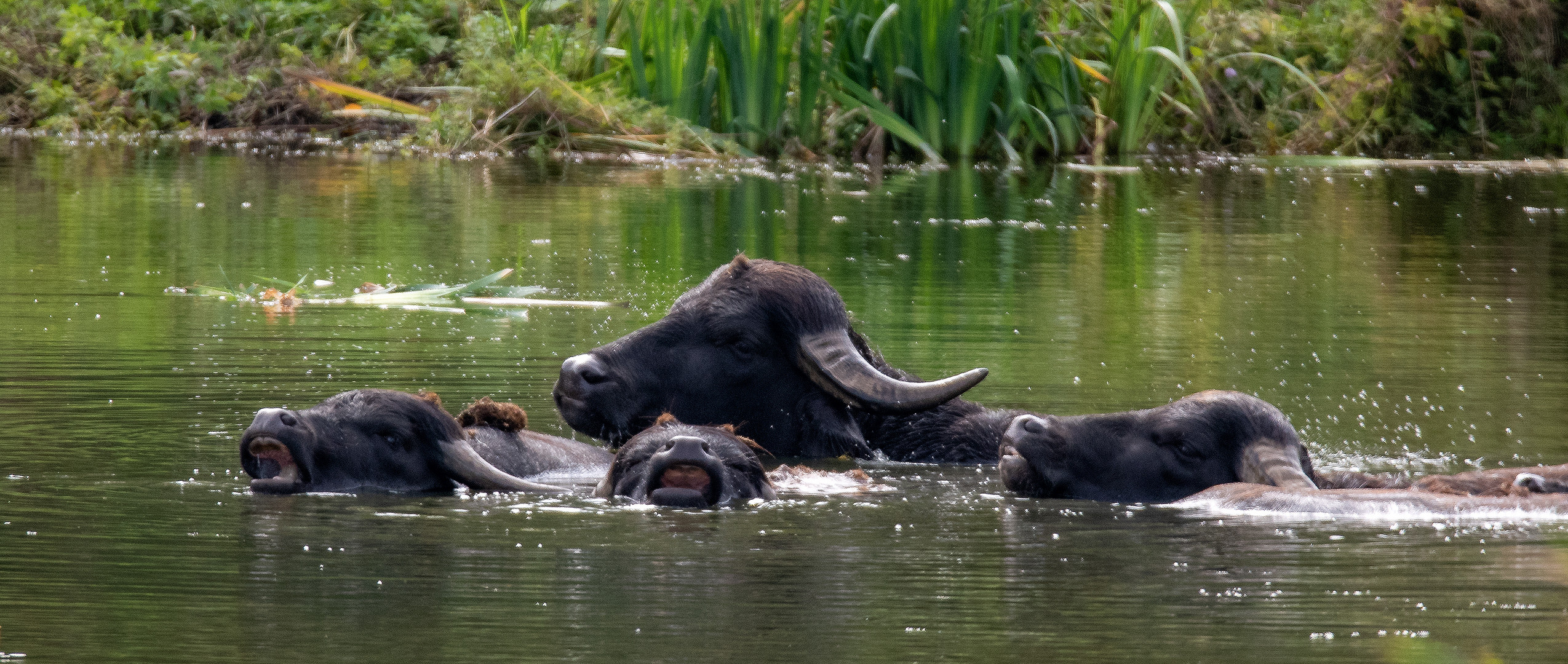 Wenn Büffel Baden gehen