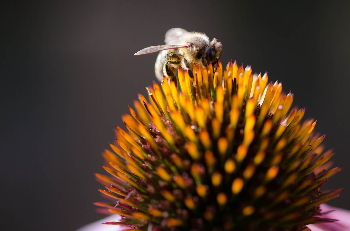 Wenn das Bienchen so weitermacht...