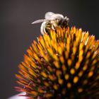 Wenn das Bienchen so weitermacht...