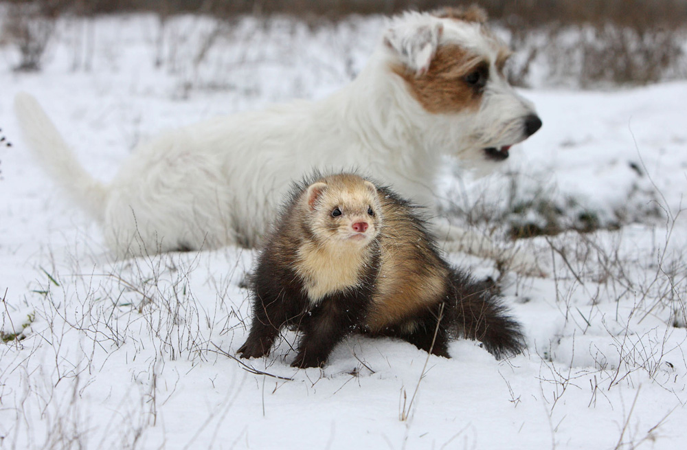 Wenn das Frett im Schnee spielt..