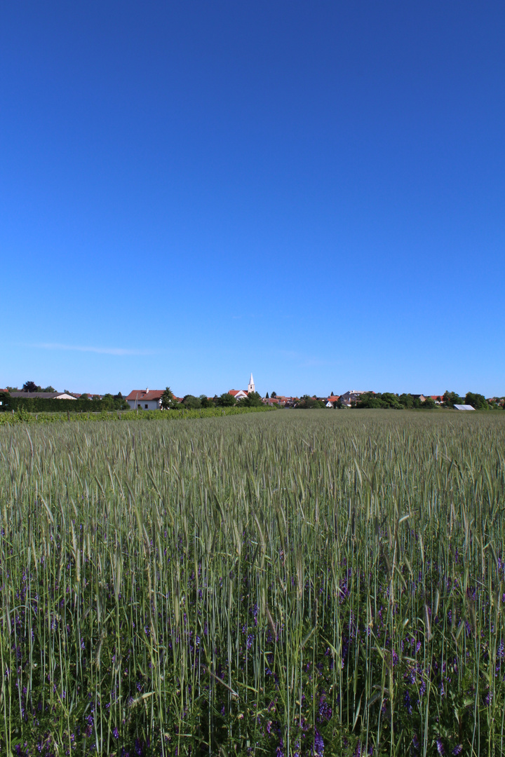 Wenn das Getreide in den Himmel wächst, freut sich der Landwirt