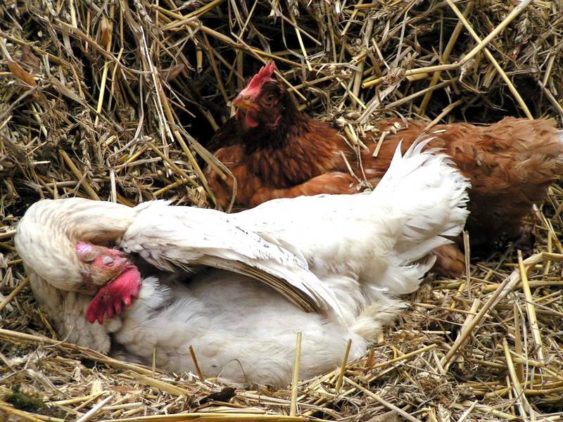 wenn das Huhn ruht auf dem Mist....