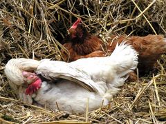 wenn das Huhn ruht auf dem Mist....