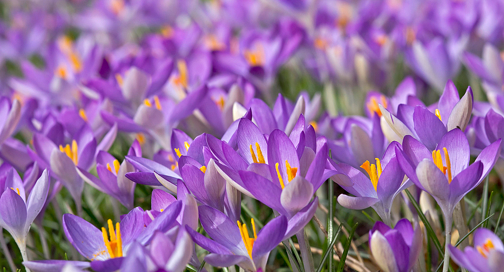 Wenn das kein Frühling ist...