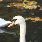 wenn das kein hübscher is ...........