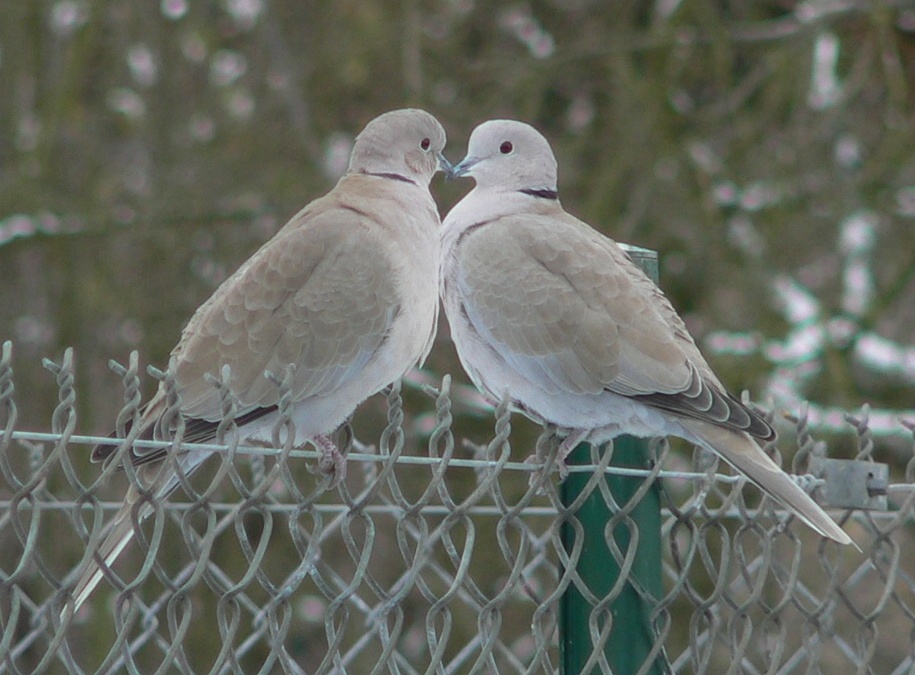 Wenn das keine Liebe ist