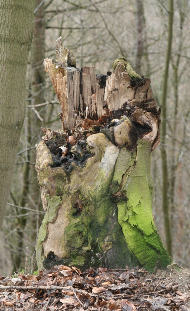 Wenn das Leben eines Baumes zu Ende geht