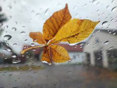 Wenn das letzte Blatt gefallen ist 