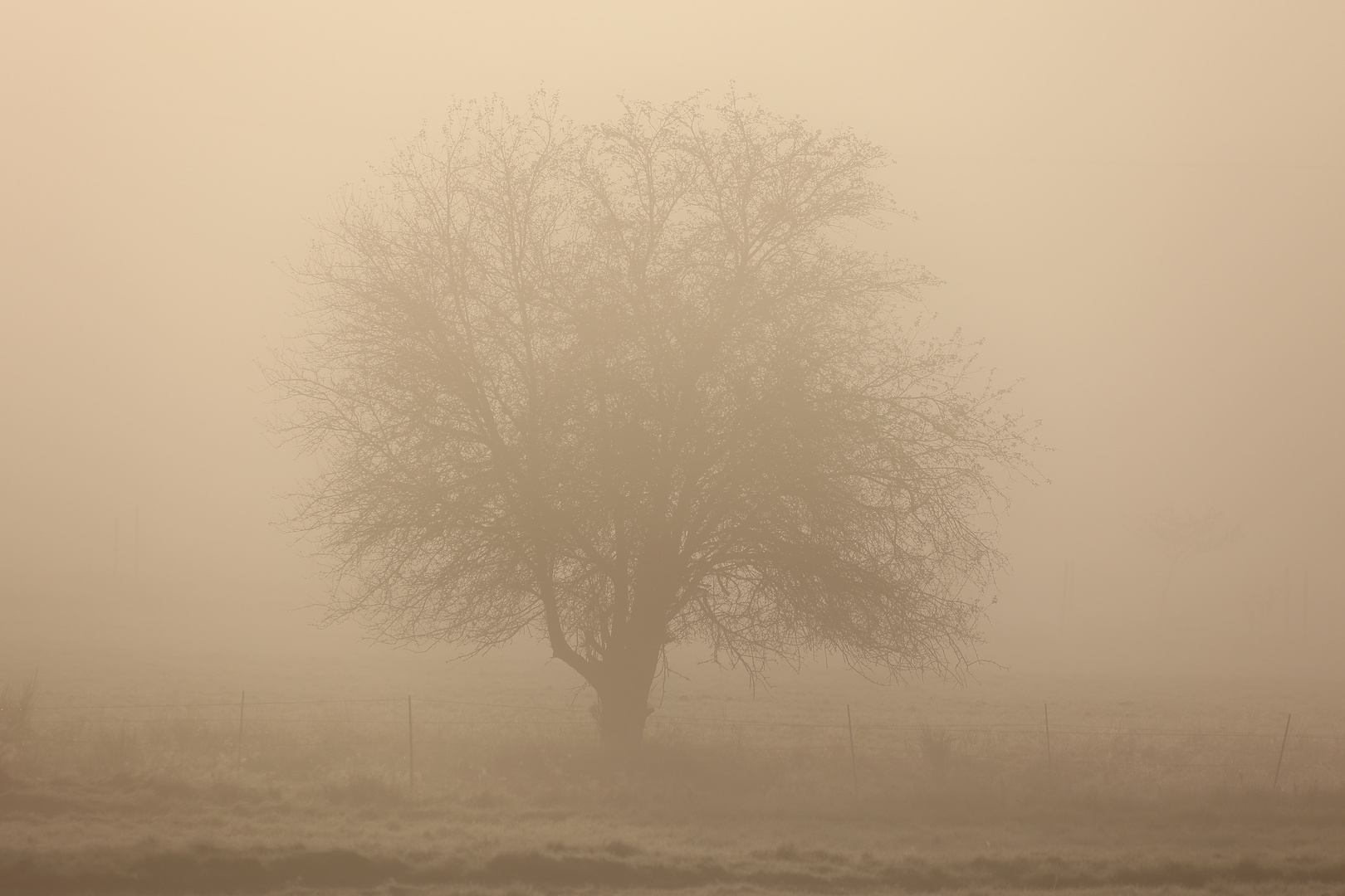 wenn das Morgenrot auf Nebel trifft