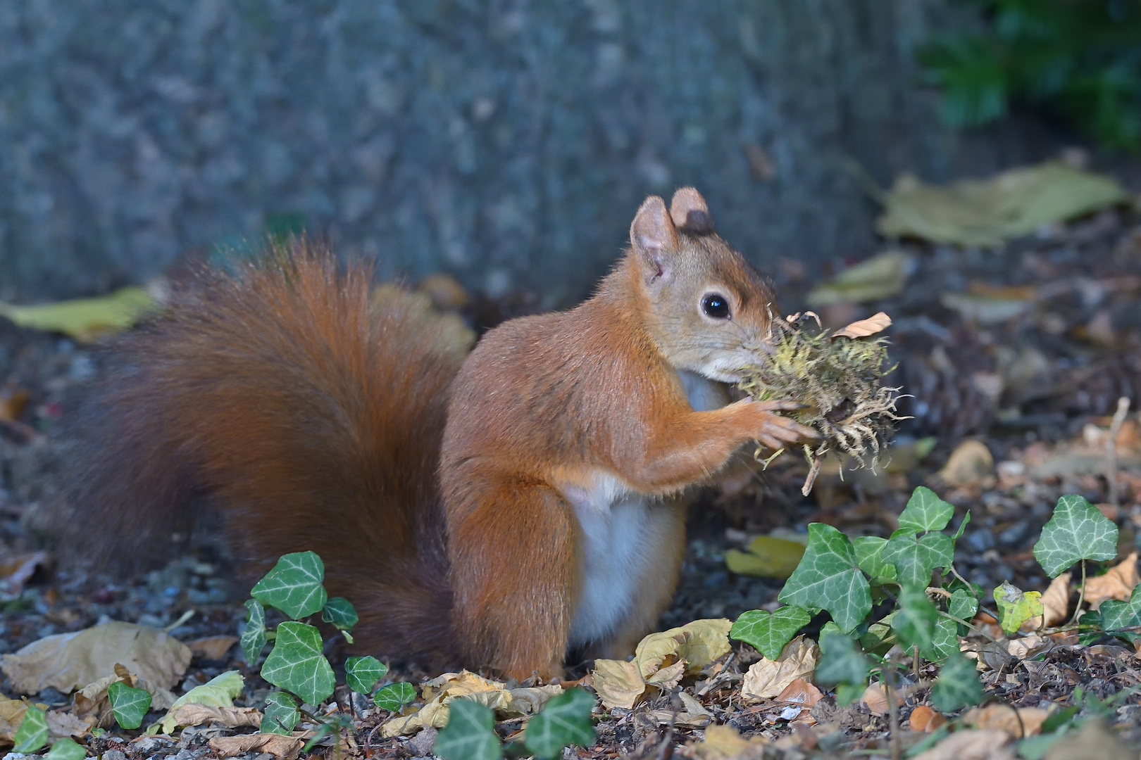 Wenn das so gut schmeckt wie es riecht, Foto & Bild tiere, wildlife, säugetiere Bilder auf