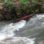 "Wenn das Wasser im ......... goldner Wein wär"