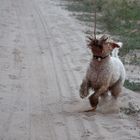 Wenn das Wilde im Hund an die Oberfläche kommt...