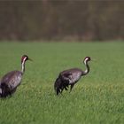 Wenn der Acker über die Landschaft weht... Kraniche auf einem Feld im Staub