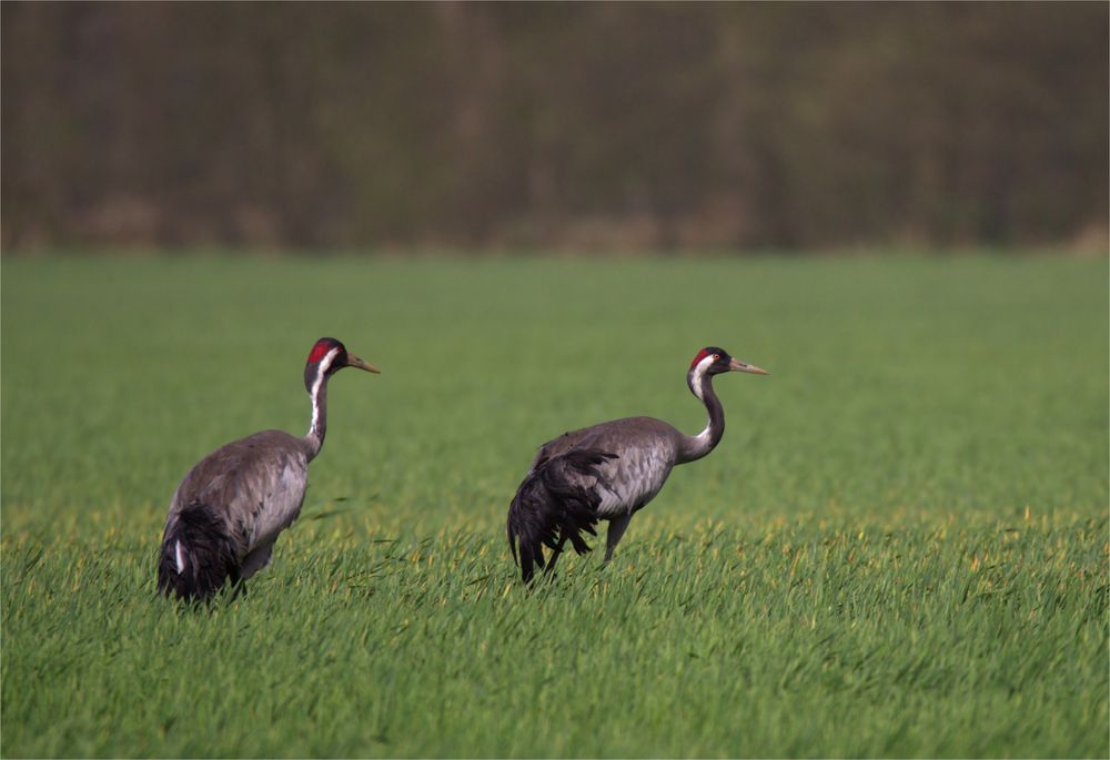 Wenn der Acker über die Landschaft weht... Kraniche auf einem Feld im Staub