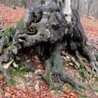 wenn der alte Baum erzählen könnte