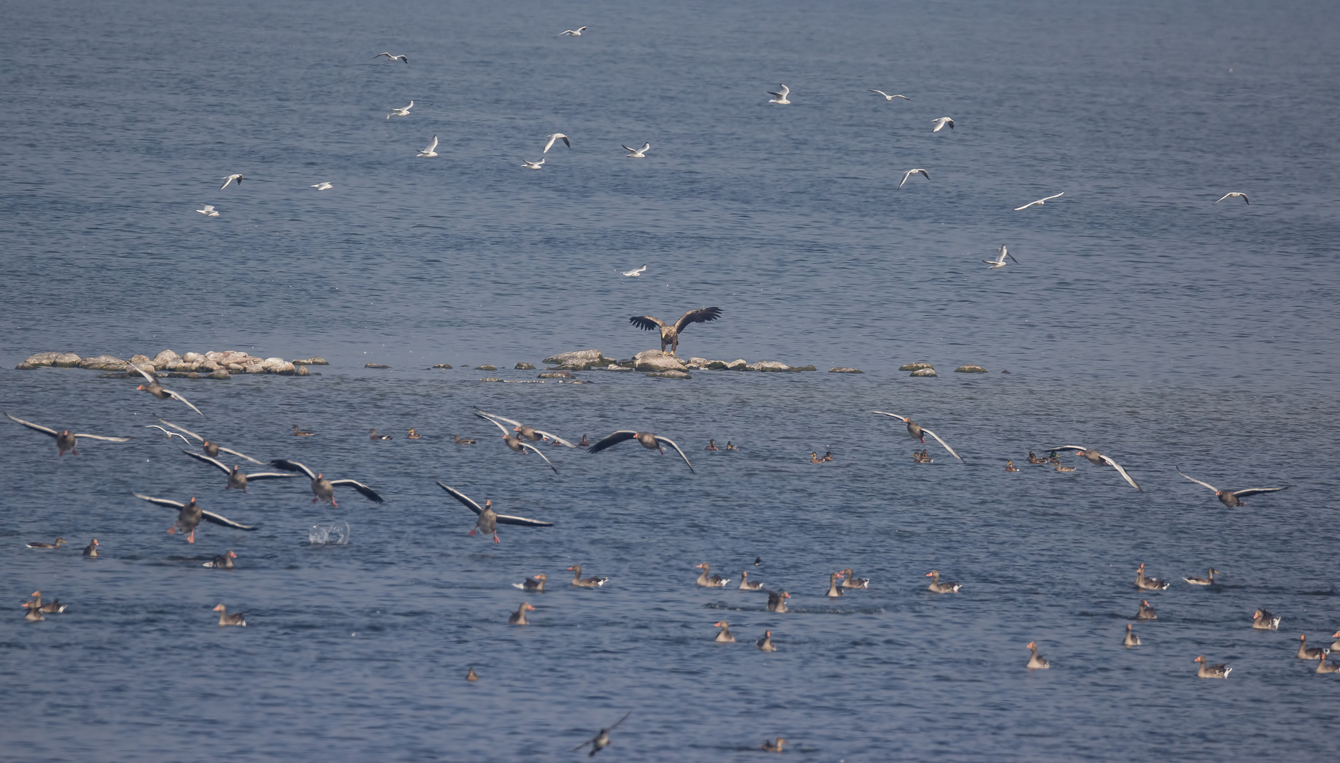 Wenn der alte Seeadler ...