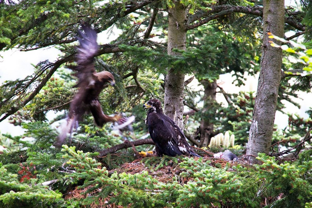 Wenn der Altvogel kommt ist was los im Luftraum.