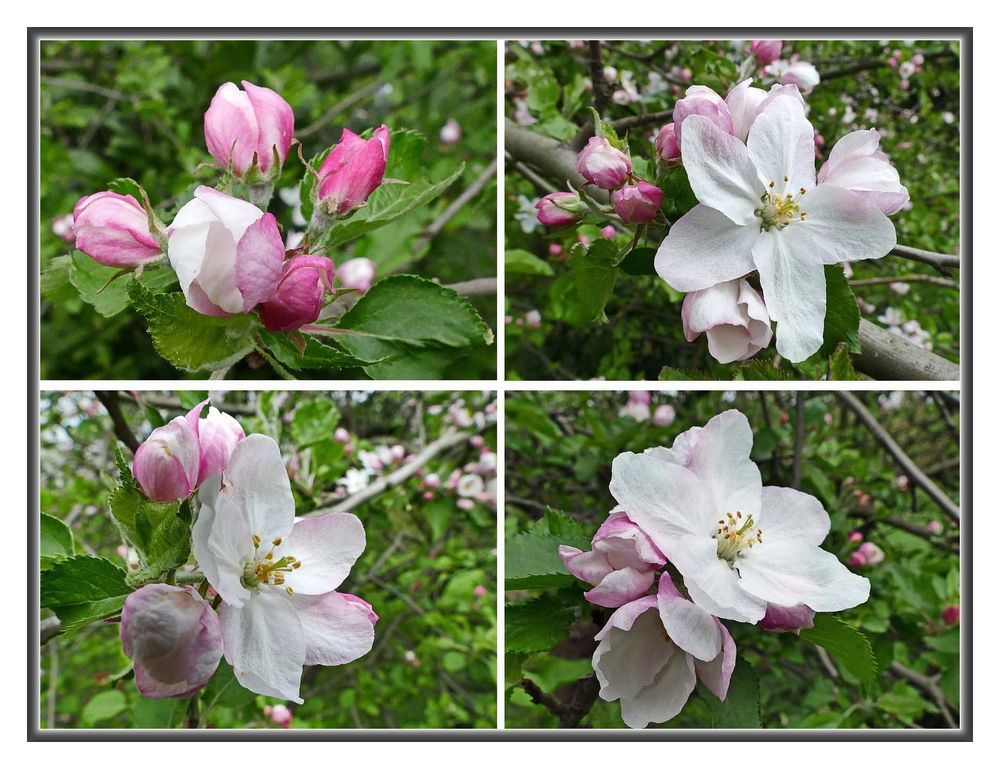 wenn der Apfelbaum blüht Foto & Bild bäume und baumblüten, baum, natur Bilder auf