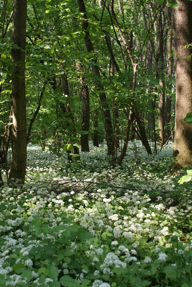 Wenn Der Brlauch Blht Foto & Bild | Landschaft, Wald, Natur