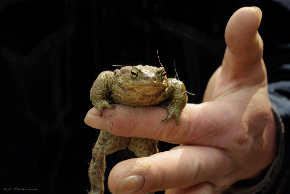 Wenn der Bauer einen Frosch...