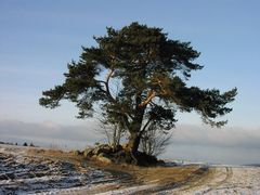 Wenn der Baum erzählen könnte...