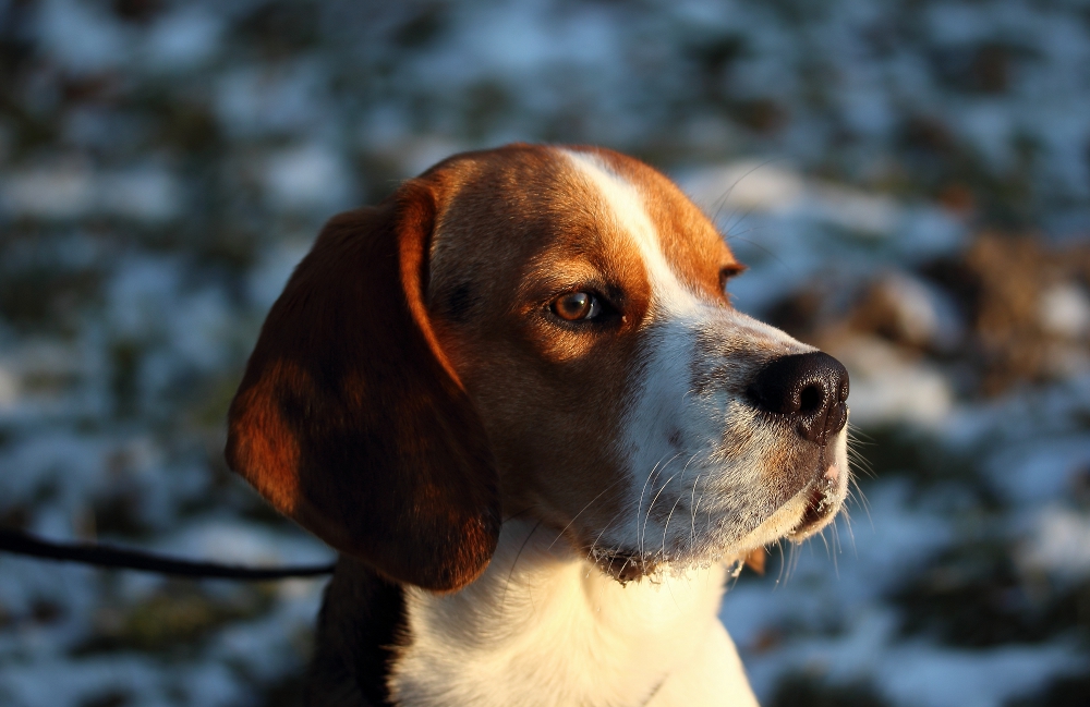 Wenn der Beagle am Schnee geschnuppert hat...