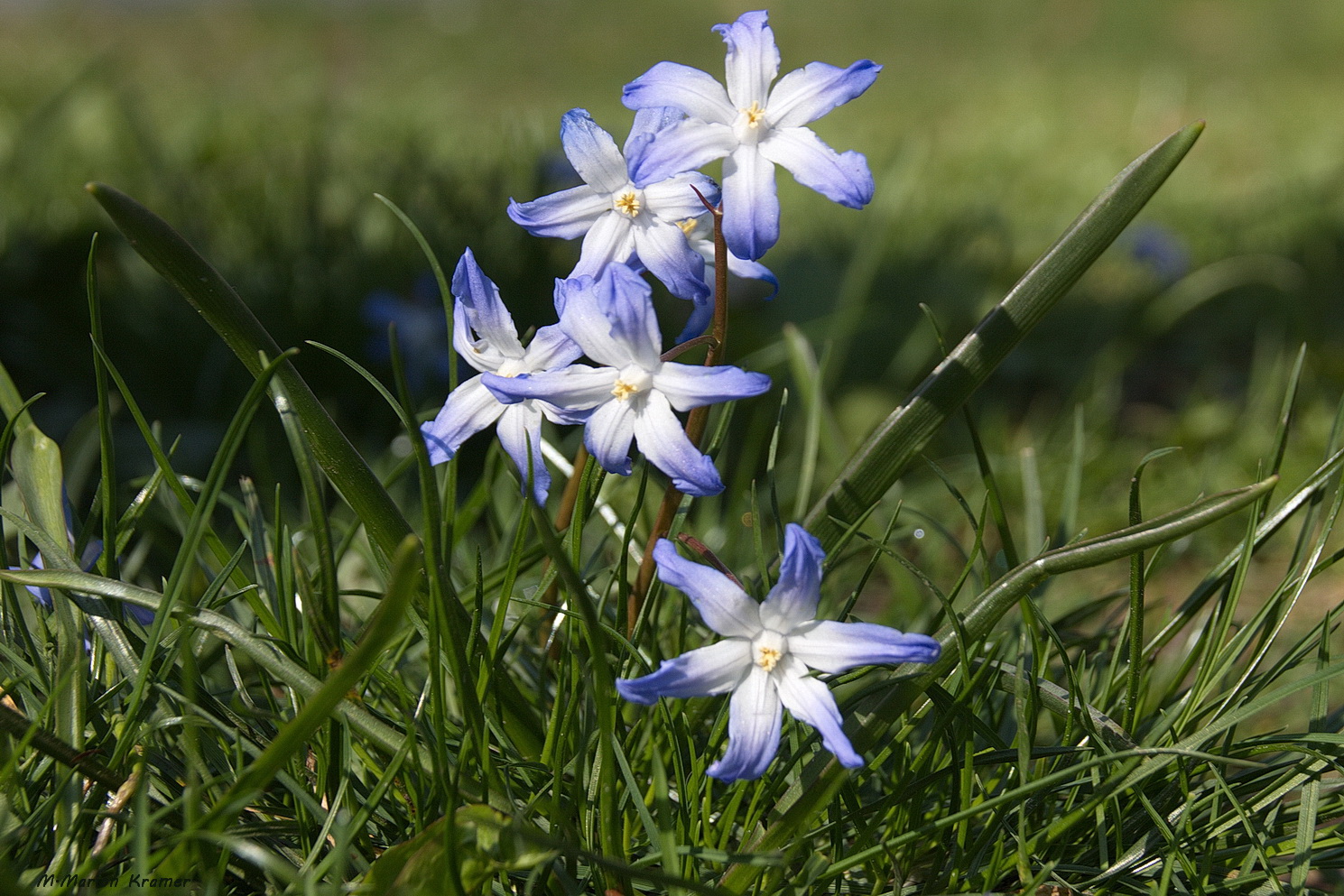 Wenn der Blaustern im Frühling leuchtet