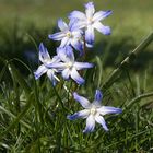 Wenn der Blaustern im Frühling leuchtet