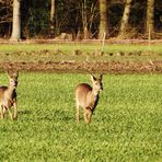 Wenn der Bock die Ricke treibt...