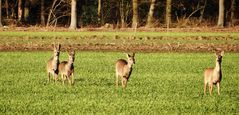 Wenn der Bock die Ricke treibt...