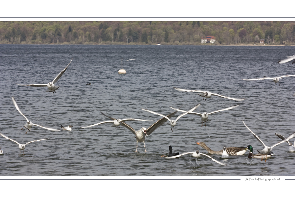 Wenn der Chef schreit...... ...... schaut die Gans :o)