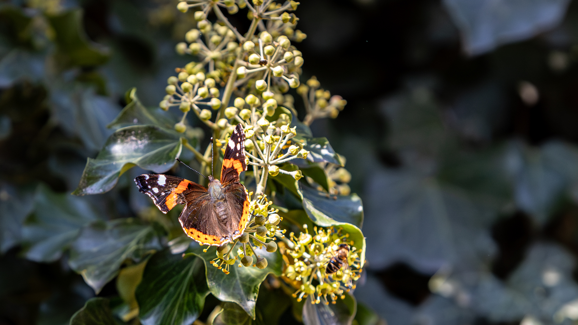 Wenn der Efeu blüht 1 Admiral Foto & Bild spezial, natur, insekten