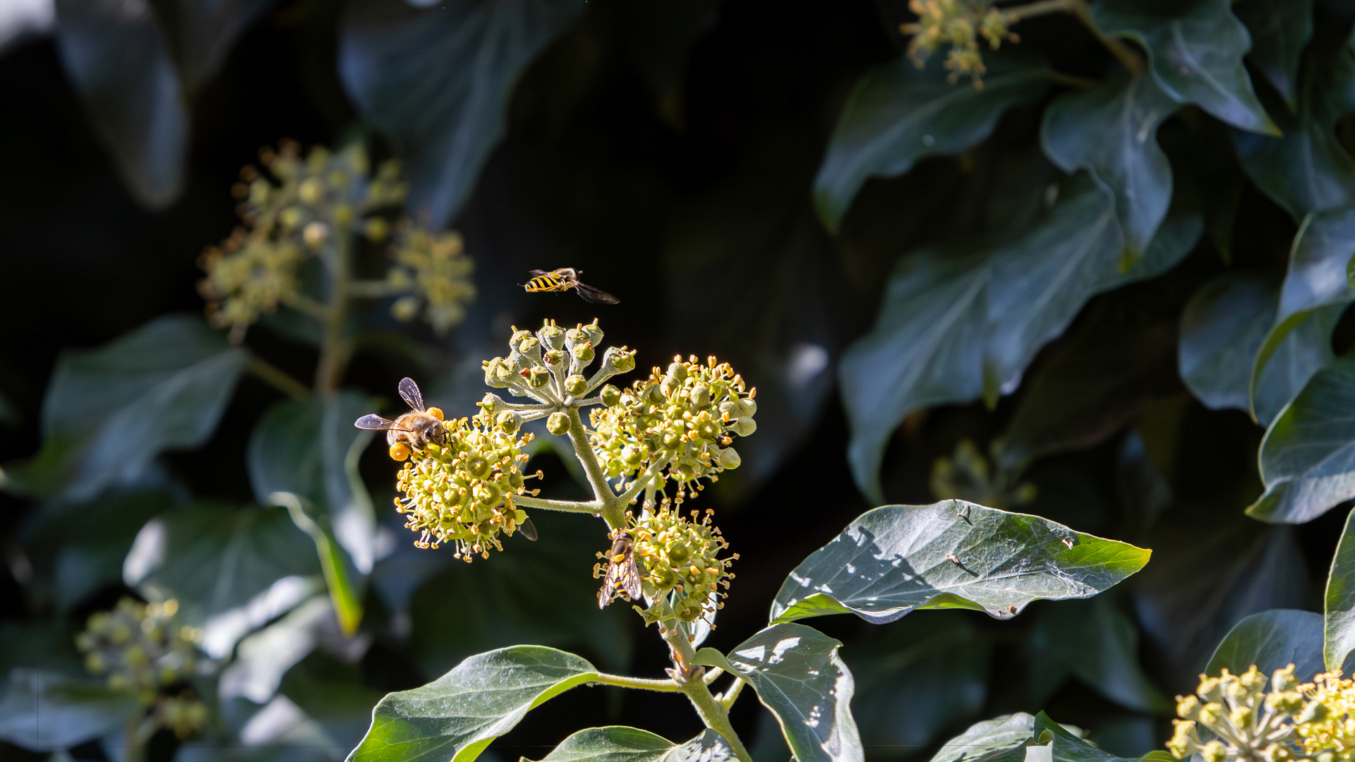 Wenn der Efeu blüht 3  -  fleißige Bienen