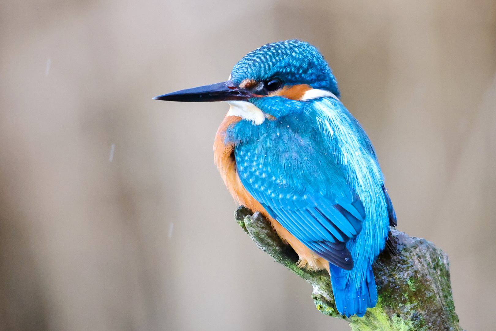 Wenn der Eisvogel im Regen sitzt