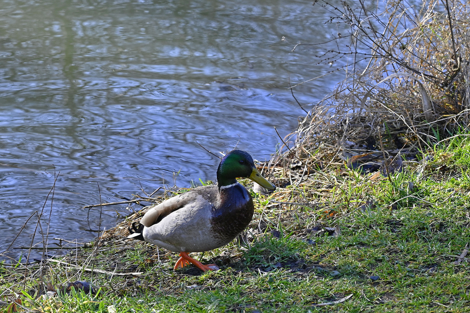 Wenn der Erpel aus dem Bad steigt ... ist die Ente nicht weit!