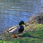 Wenn der Erpel aus dem Bad steigt ... ist die Ente nicht weit!