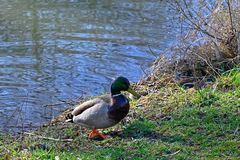 Wenn der Erpel aus dem Bad steigt ... ist die Ente nicht weit!