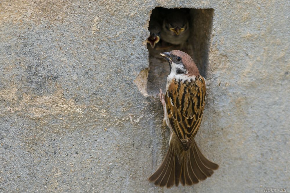 Wenn der Feldsperling ....