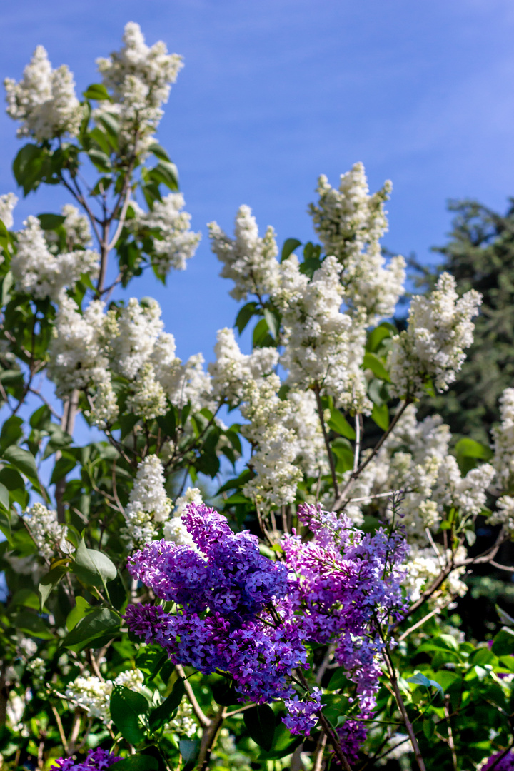 Wenn der Flieder blüht im Garten Foto & Bild outdoor