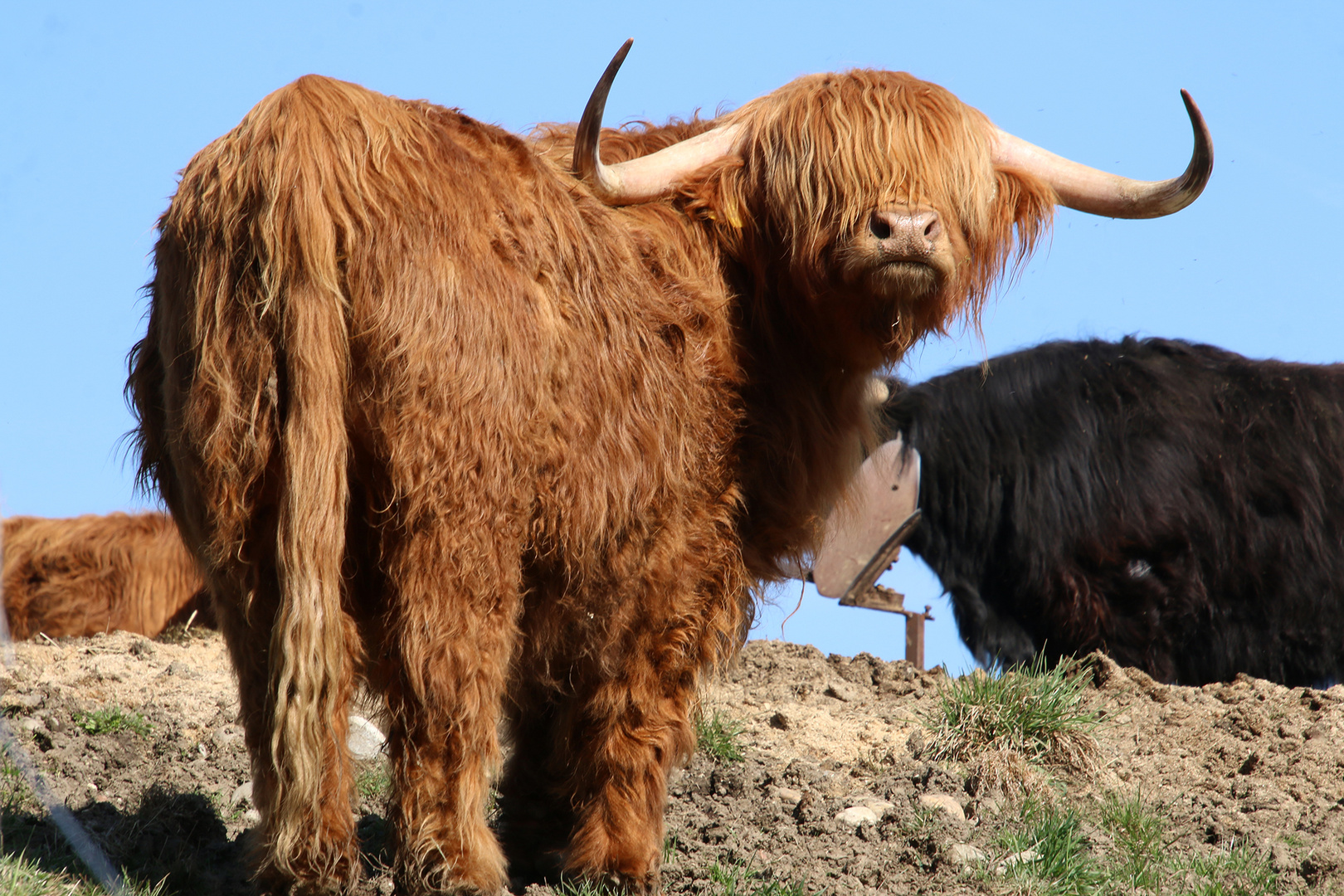 Wenn der Friseur im Lockdown ist Foto & Bild tiere, haustiere
