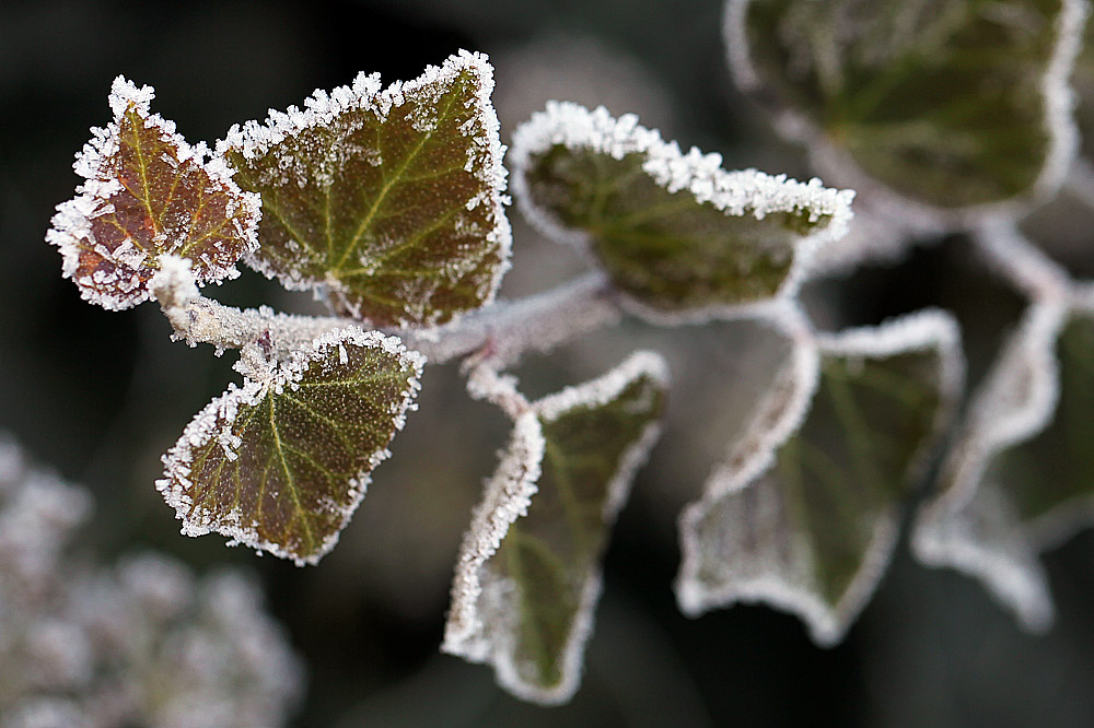 wenn der frost zum maler wird...